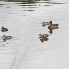 Aythya australis at Gungahlin, ACT - 14 Jan 2022