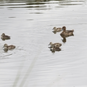 Aythya australis at Gungahlin, ACT - 14 Jan 2022