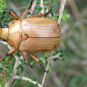 Anoplognathus brunnipennis at Murrumbateman, NSW - 5 Mar 2022