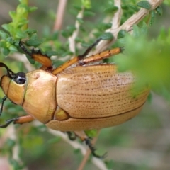 Anoplognathus brunnipennis at Murrumbateman, NSW - 5 Mar 2022