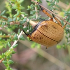 Anoplognathus brunnipennis at Murrumbateman, NSW - 5 Mar 2022