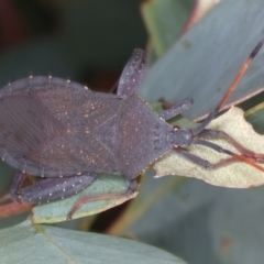 Amorbus sp. (genus) (Eucalyptus Tip bug) at Throsby, ACT - 3 Mar 2022 by jb2602