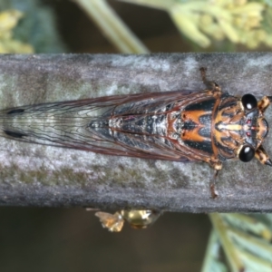 Galanga labeculata at Throsby, ACT - 4 Mar 2022