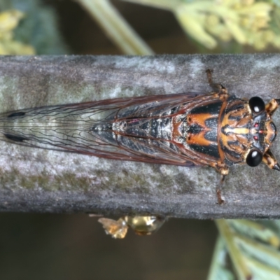 Galanga labeculata (Double-spotted cicada) at Throsby, ACT - 3 Mar 2022 by jb2602