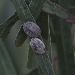 Trachymela sp. (genus) at Gungahlin, ACT - 14 Jan 2022