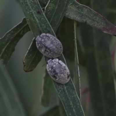 Trachymela sp. (genus) (Brown button beetle) at Gungahlin, ACT - 14 Jan 2022 by AlisonMilton