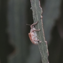 Gonipterus sp. (genus) at Gungahlin, ACT - 14 Jan 2022 11:33 AM