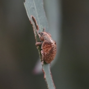 Gonipterus sp. (genus) at Gungahlin, ACT - 14 Jan 2022 11:33 AM