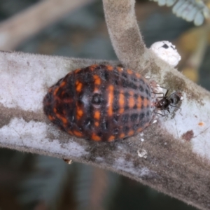 Monophlebulus sp. (genus) at Throsby, ACT - 4 Mar 2022