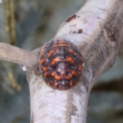 Monophlebulus sp. (genus) at Throsby, ACT - 4 Mar 2022