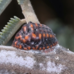 Monophlebulus sp. (genus) at Throsby, ACT - 4 Mar 2022