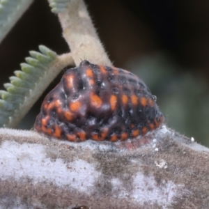 Monophlebulus sp. (genus) at Throsby, ACT - 4 Mar 2022