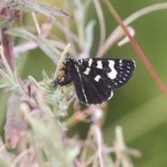 Phalaenoides tristifica at Gungahlin, ACT - 14 Jan 2022