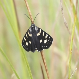 Phalaenoides tristifica at Gungahlin, ACT - 14 Jan 2022