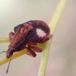 Gonipterus pulverulentus at Murrumbateman, NSW - 5 Mar 2022 11:26 AM