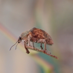 Gonipterus scutellatus at Murrumbateman, NSW - 5 Mar 2022 11:27 AM