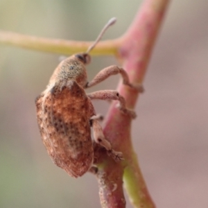 Gonipterus scutellatus at Murrumbateman, NSW - 5 Mar 2022