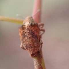 Gonipterus scutellatus at Murrumbateman, NSW - 5 Mar 2022 11:27 AM