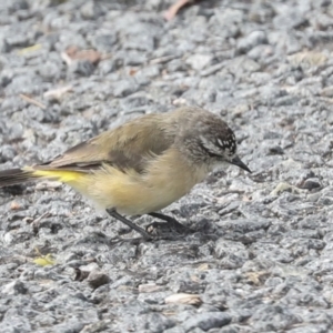 Acanthiza chrysorrhoa at Gungahlin, ACT - 19 Jan 2022