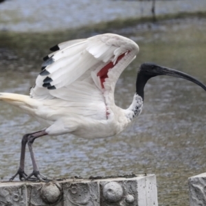 Threskiornis molucca at Gungahlin, ACT - 19 Jan 2022