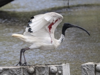 Threskiornis molucca (Australian White Ibis) at Gungahlin, ACT - 19 Jan 2022 by AlisonMilton