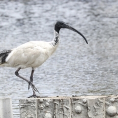 Threskiornis molucca at Gungahlin, ACT - 19 Jan 2022 11:50 AM