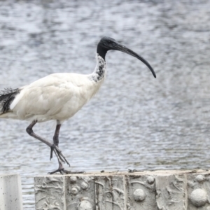 Threskiornis molucca at Gungahlin, ACT - 19 Jan 2022