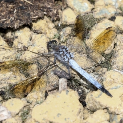 Orthetrum caledonicum (Blue Skimmer) at Gungahlin, ACT - 19 Jan 2022 by AlisonMilton