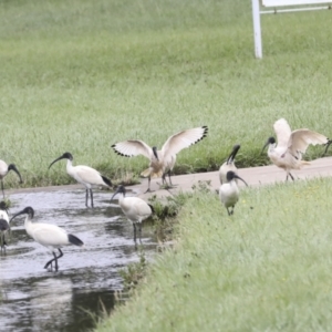 Threskiornis molucca at Ngunnawal, ACT - 19 Jan 2022 12:55 PM