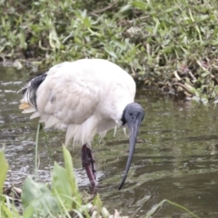 Threskiornis molucca at Ngunnawal, ACT - 19 Jan 2022 12:55 PM