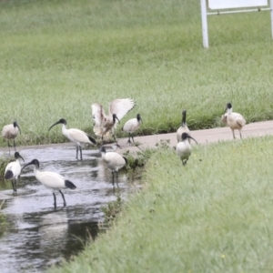 Threskiornis molucca at Ngunnawal, ACT - 19 Jan 2022 12:55 PM