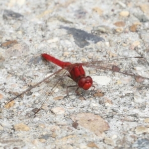 Diplacodes haematodes at Ngunnawal, ACT - 19 Jan 2022