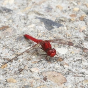 Diplacodes haematodes at Ngunnawal, ACT - 19 Jan 2022