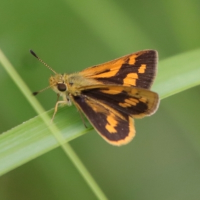 Ocybadistes walkeri (Green Grass-dart) at Moruya, NSW - 5 Mar 2022 by LisaH