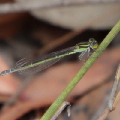 Ischnura aurora (Aurora Bluetail) at Moruya, NSW - 5 Mar 2022 by LisaH