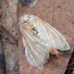 Unidentified Moth (Lepidoptera) by LisaH