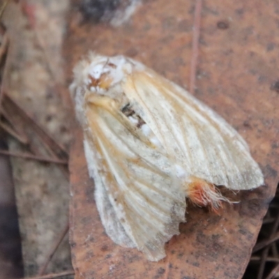 Unidentified Moth (Lepidoptera) by LisaH