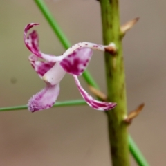 Dipodium variegatum (Blotched Hyacinth Orchid) at Moruya, NSW - 5 Mar 2022 by LisaH