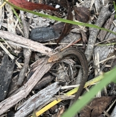 Pseudemoia entrecasteauxii (Woodland Tussock-skink) at Cotter River, ACT - 4 Mar 2022 by SimoneC