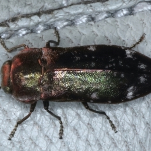 Diphucrania marmorata at Throsby, ACT - 4 Mar 2022