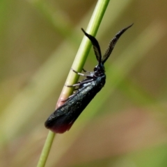 Pollanisus (genus) at Moruya, NSW - 5 Mar 2022 by LisaH