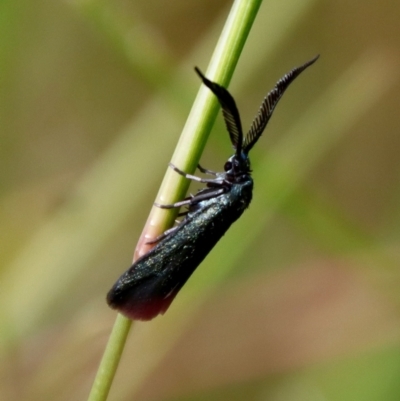 Pollanisus (genus) at Moruya, NSW - 5 Mar 2022 by LisaH