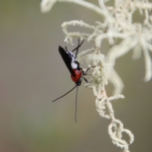 Braconidae (family) at Mongarlowe, NSW - 5 Mar 2022