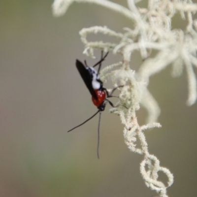 Braconidae (family) (Unidentified braconid wasp) at Mongarlowe River - 5 Mar 2022 by LisaH