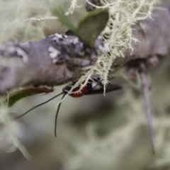 Braconidae (family) at Mongarlowe, NSW - 5 Mar 2022