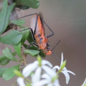 Gminatus australis at Mongarlowe, NSW - suppressed