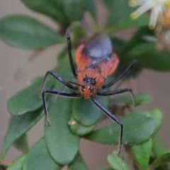 Gminatus australis at Mongarlowe, NSW - suppressed