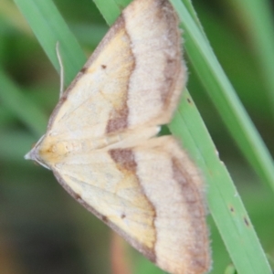 Anachloris subochraria at Mongarlowe, NSW - 5 Mar 2022