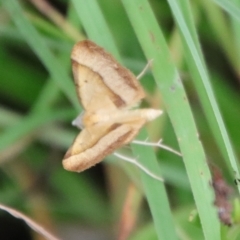 Anachloris subochraria at Mongarlowe, NSW - suppressed