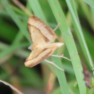 Anachloris subochraria at Mongarlowe, NSW - 5 Mar 2022